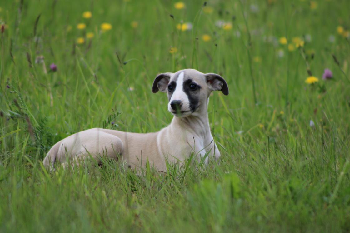 chiot disponible
