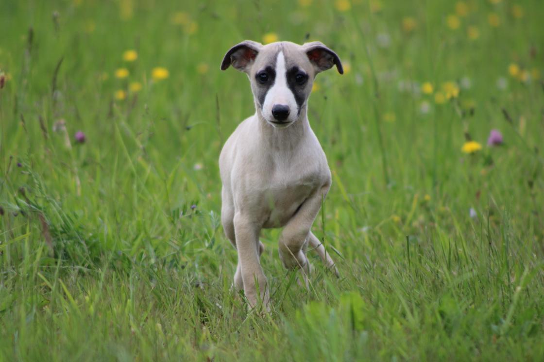 chiot disponible