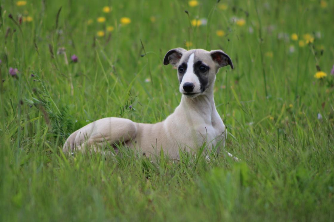chiot disponible