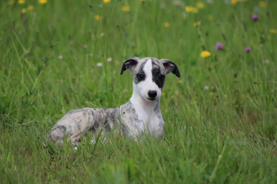 Chiot Whippet Disponible