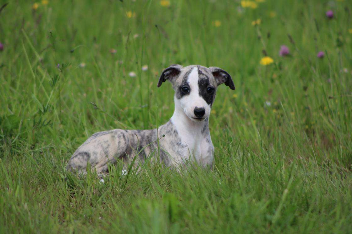 chiot disponible