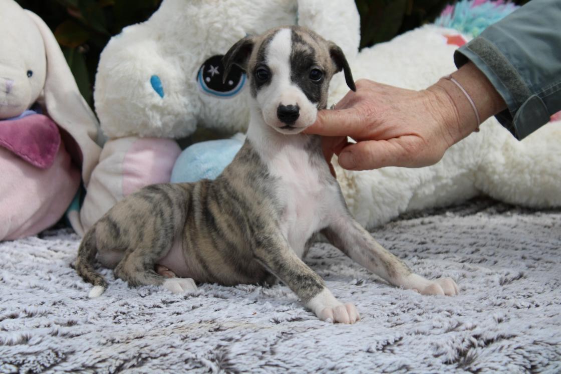chiot disponible