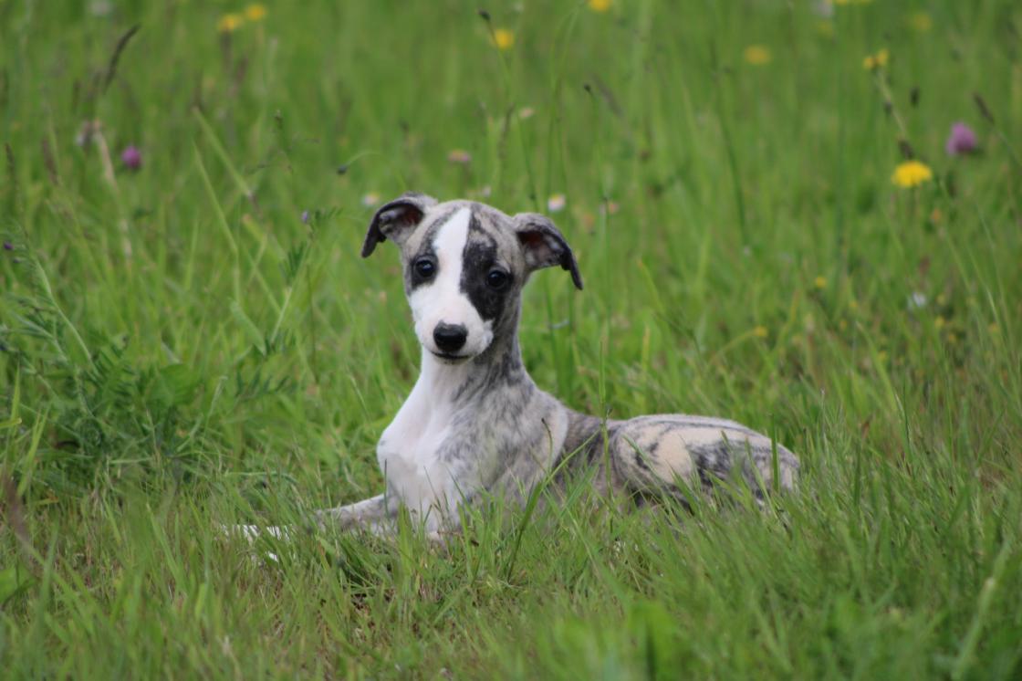 chiot disponible