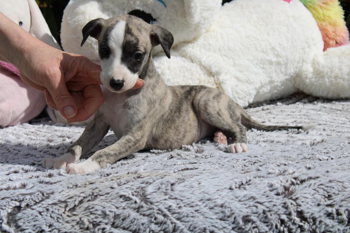 chiot disponible