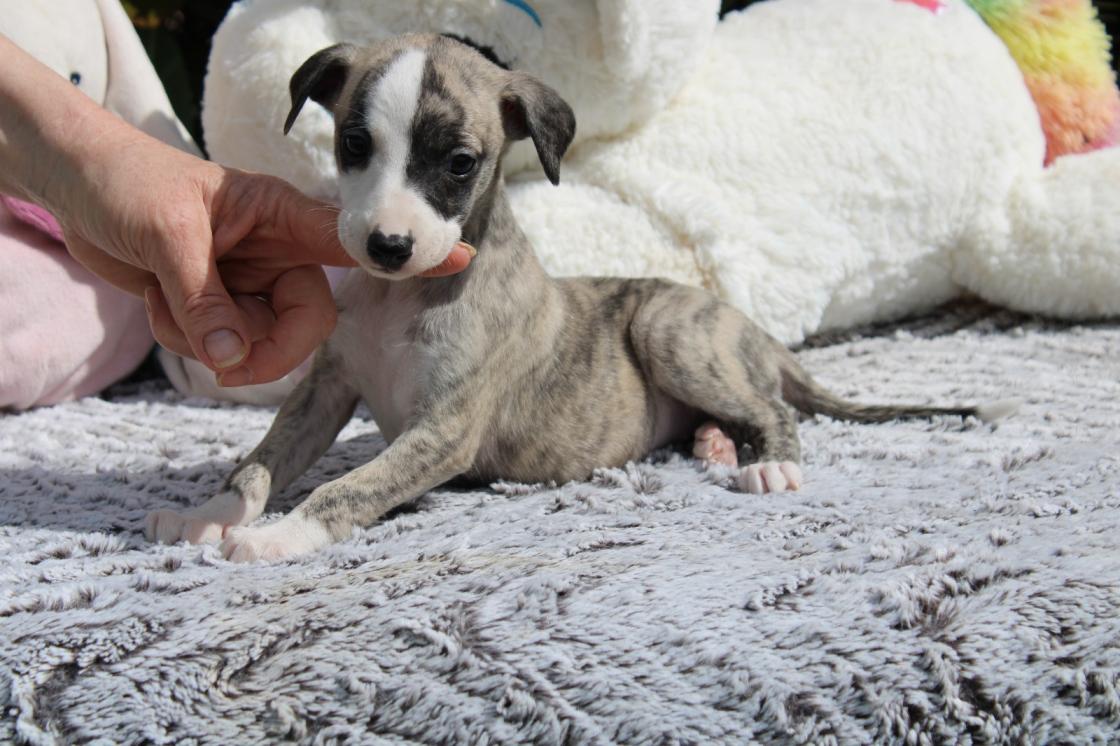chiot disponible