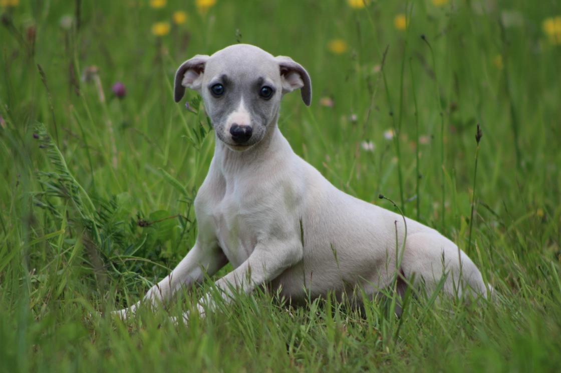 Chiot Whippet Disponible