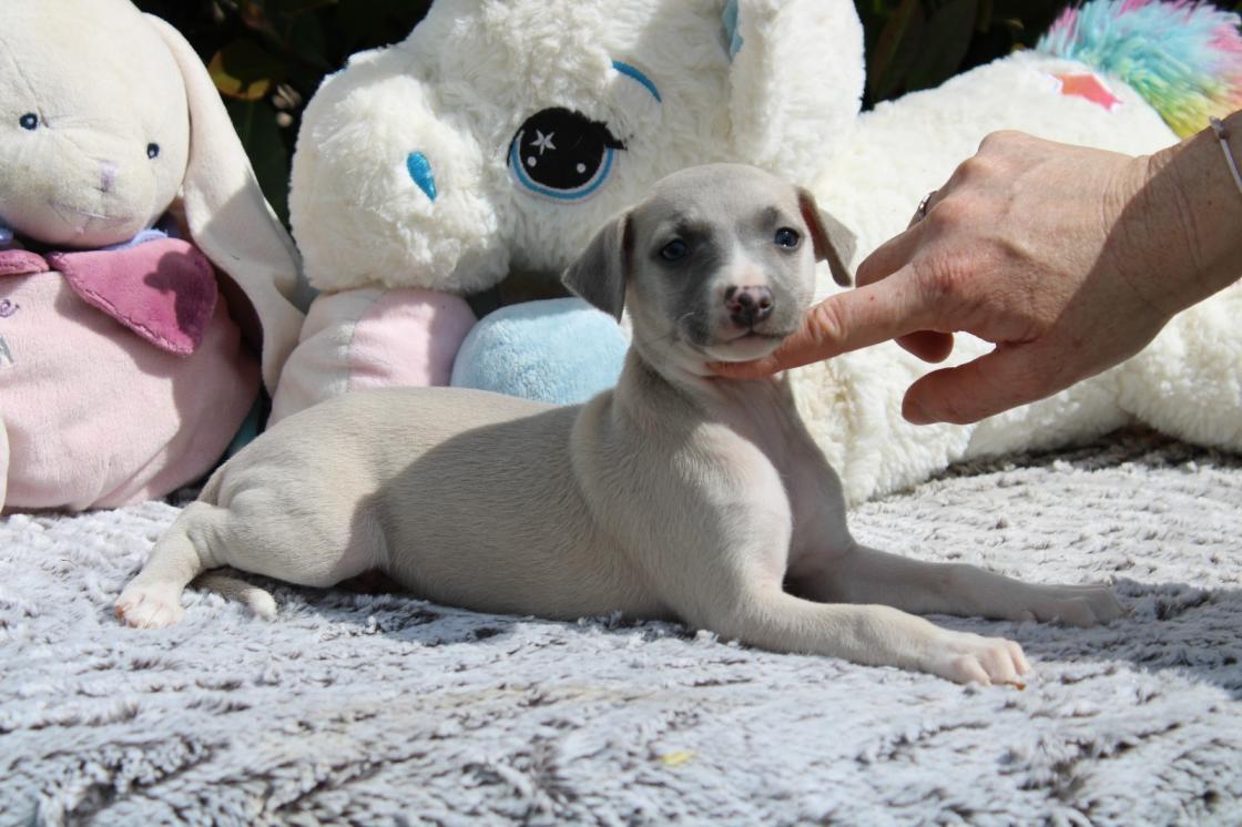 chiot disponible