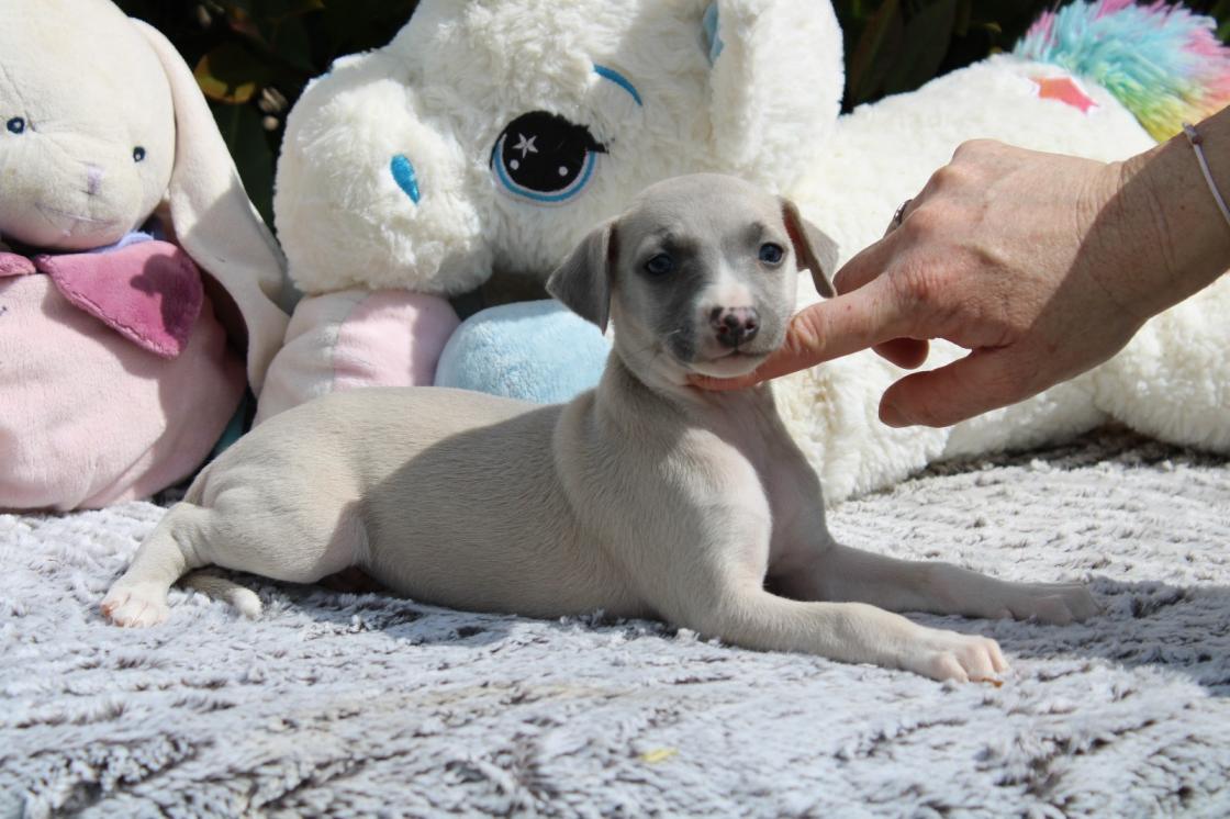 chiot disponible
