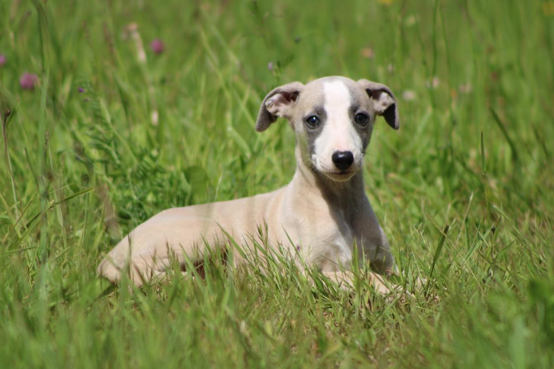 Chiot Whippet Disponible