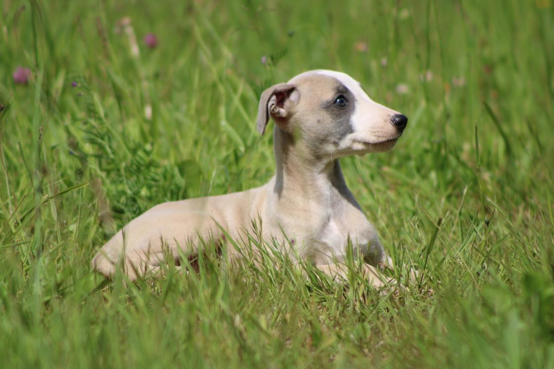 chiot disponible