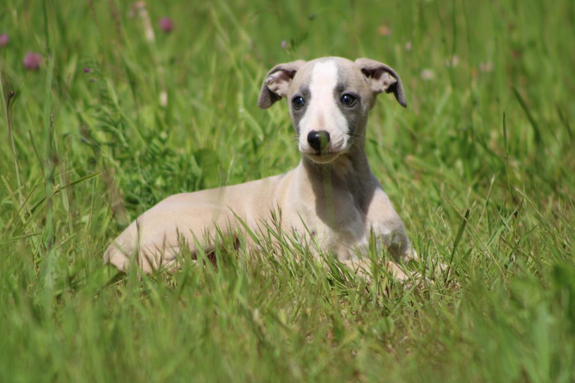 chiot disponible