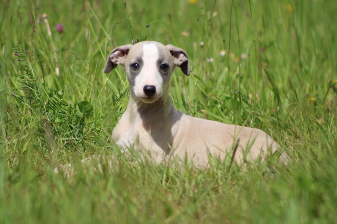 chiot disponible
