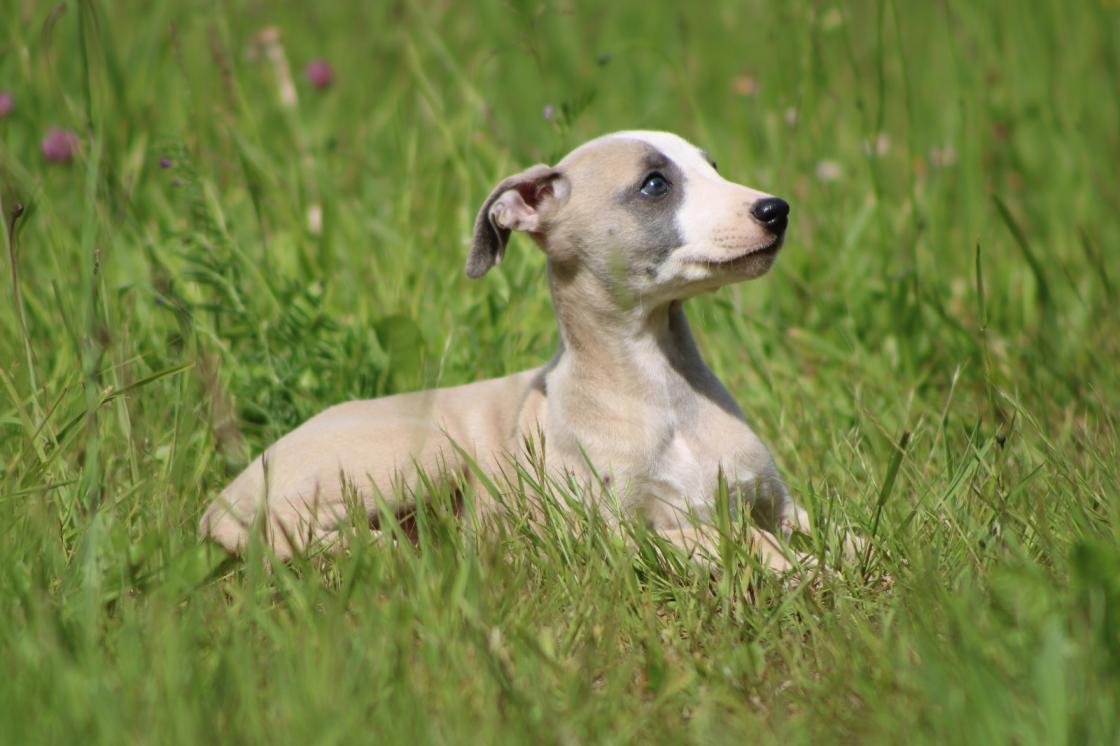 chiot disponible