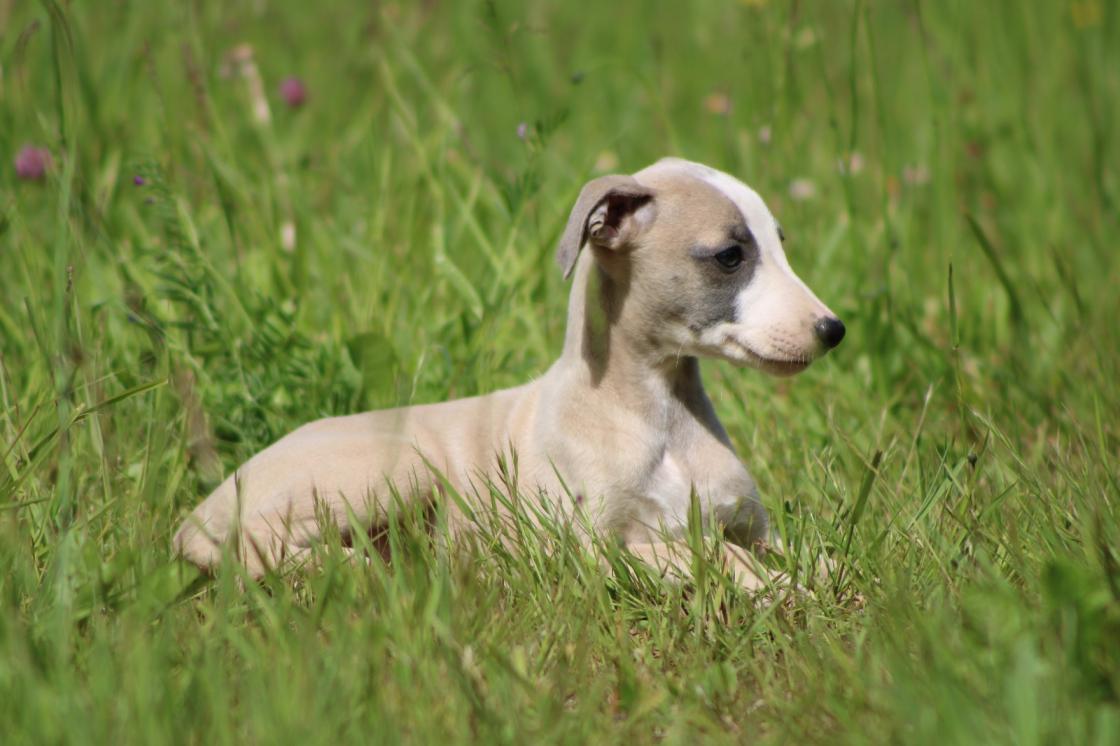 chiot disponible