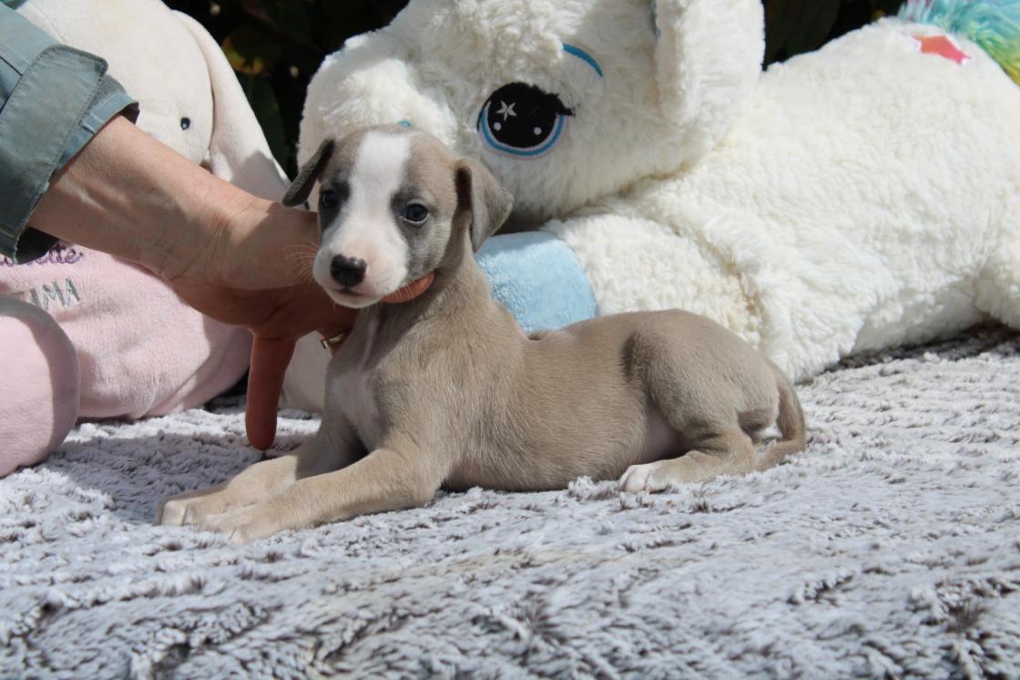 chiot disponible