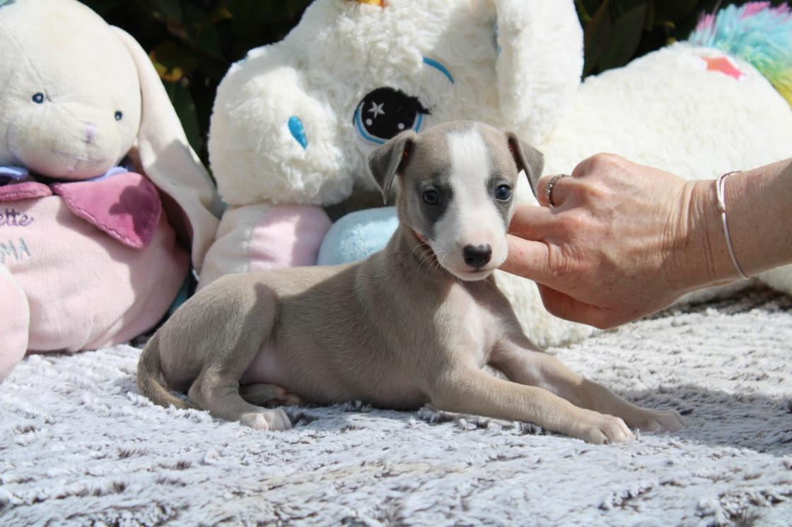 chiot disponible