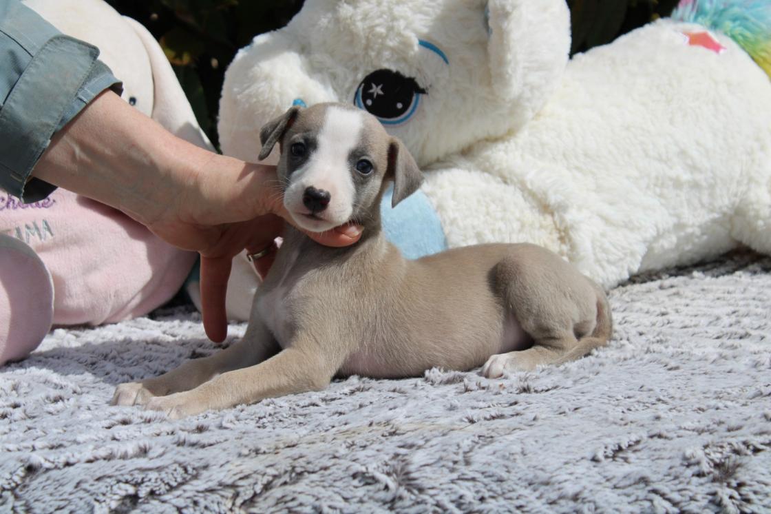 chiot disponible