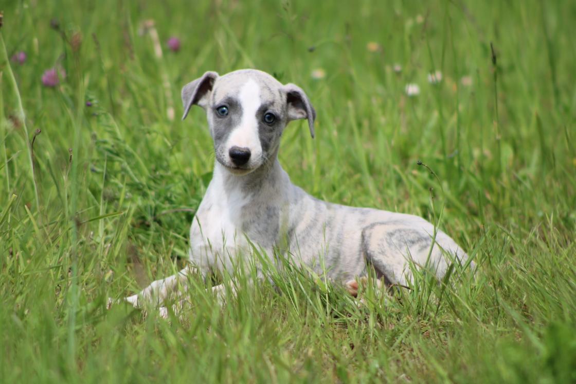 Chiot Whippet Disponible