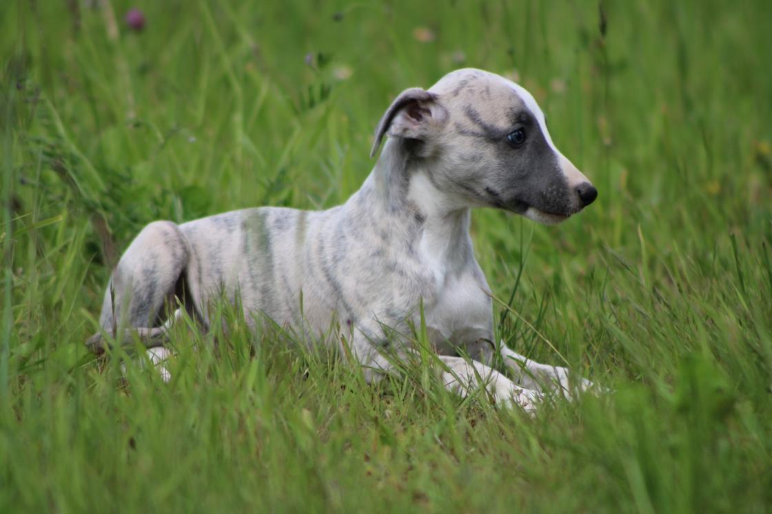 chiot disponible