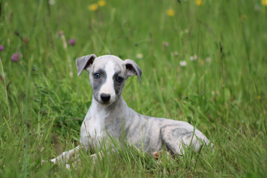 chiot disponible