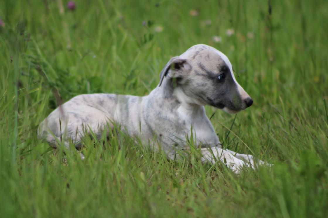 chiot disponible