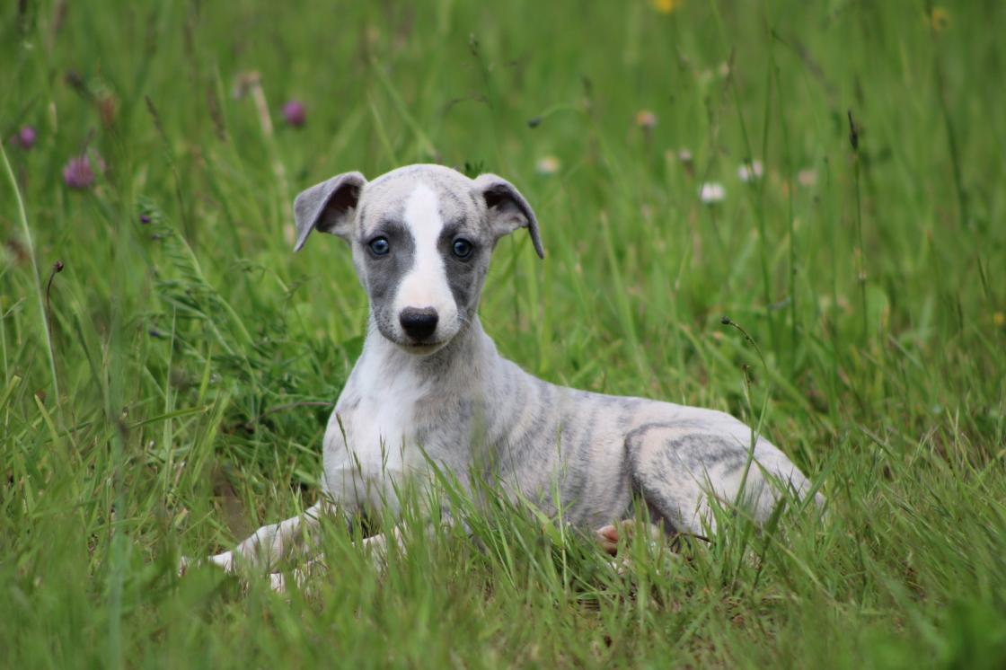 chiot disponible