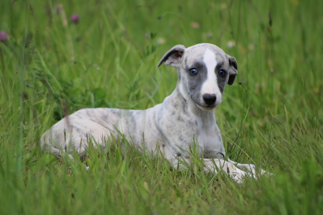 chiot disponible