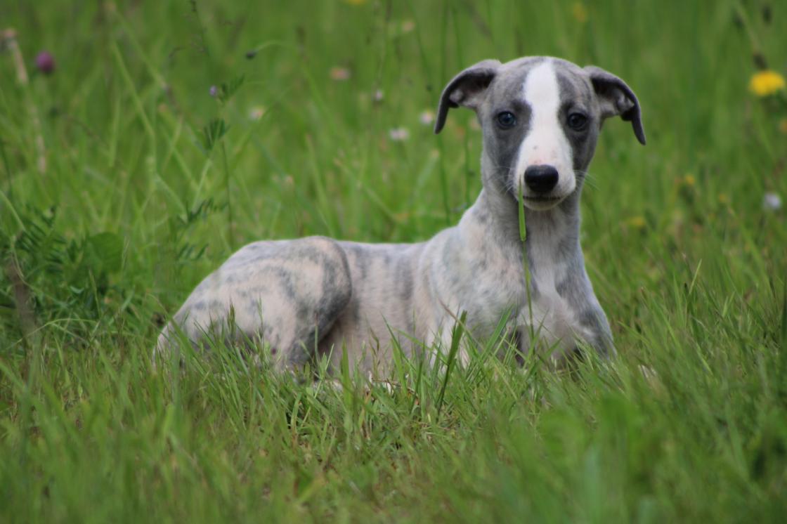 chiot disponible
