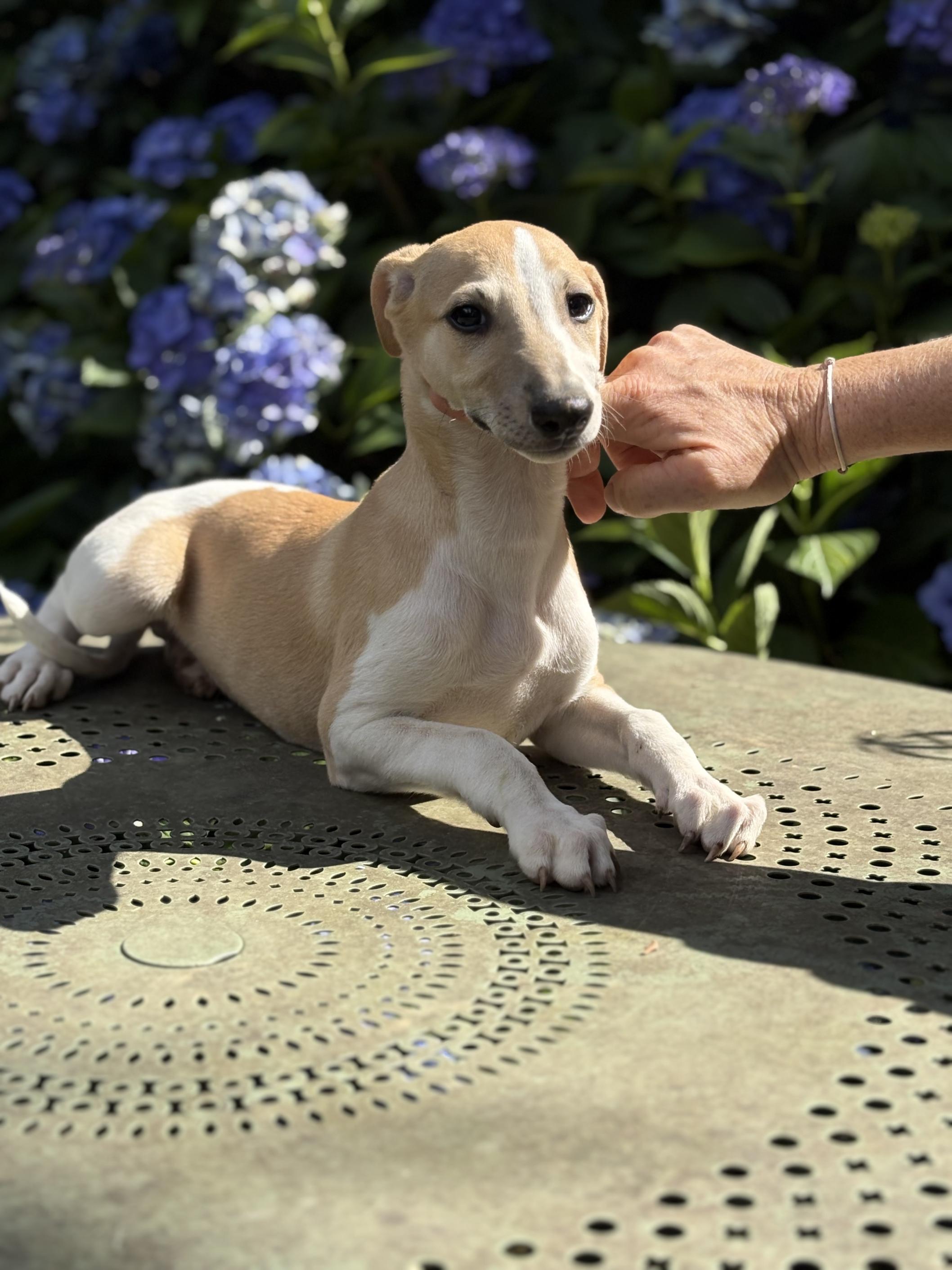 chiot disponible