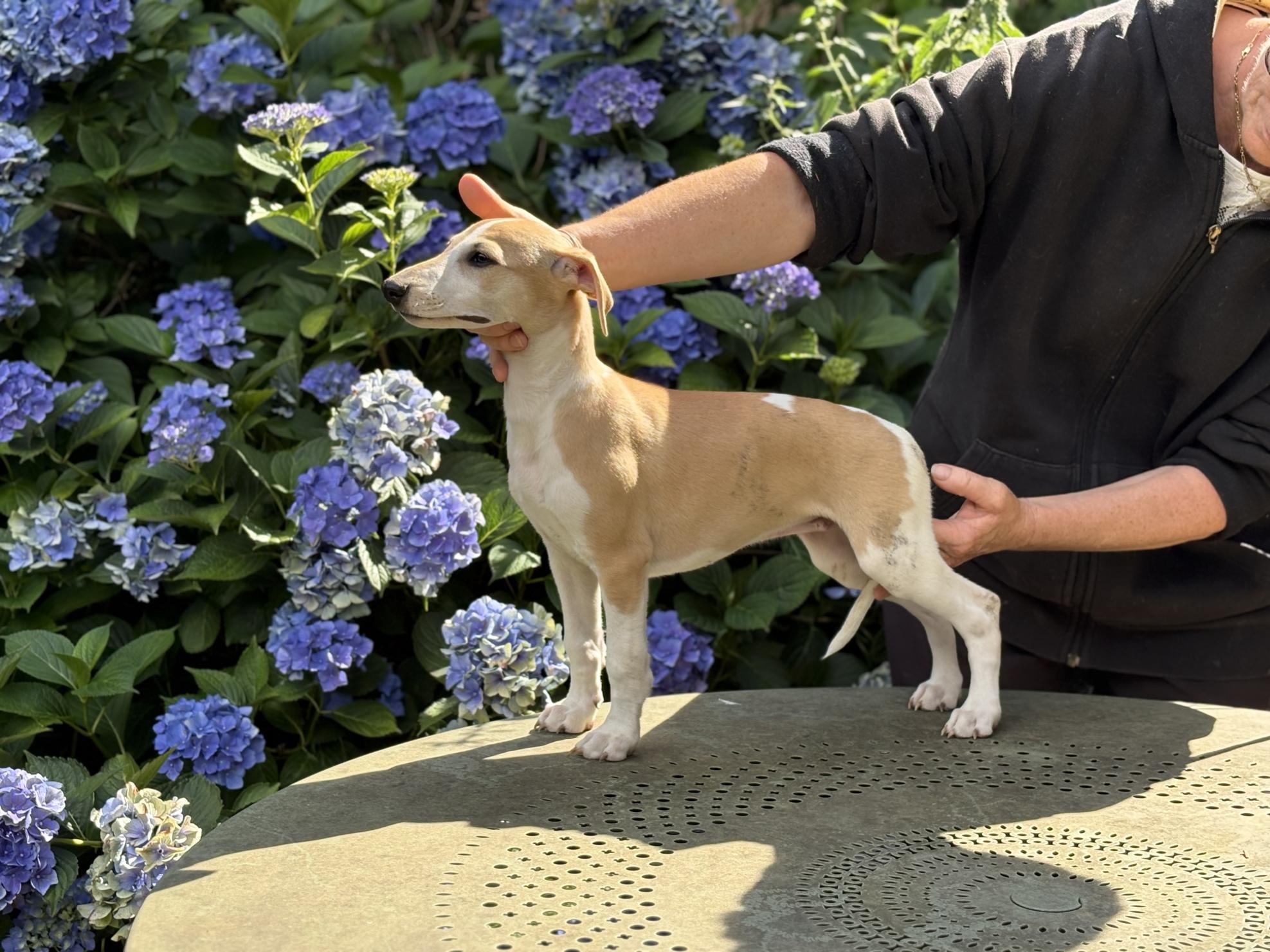 chiot disponible