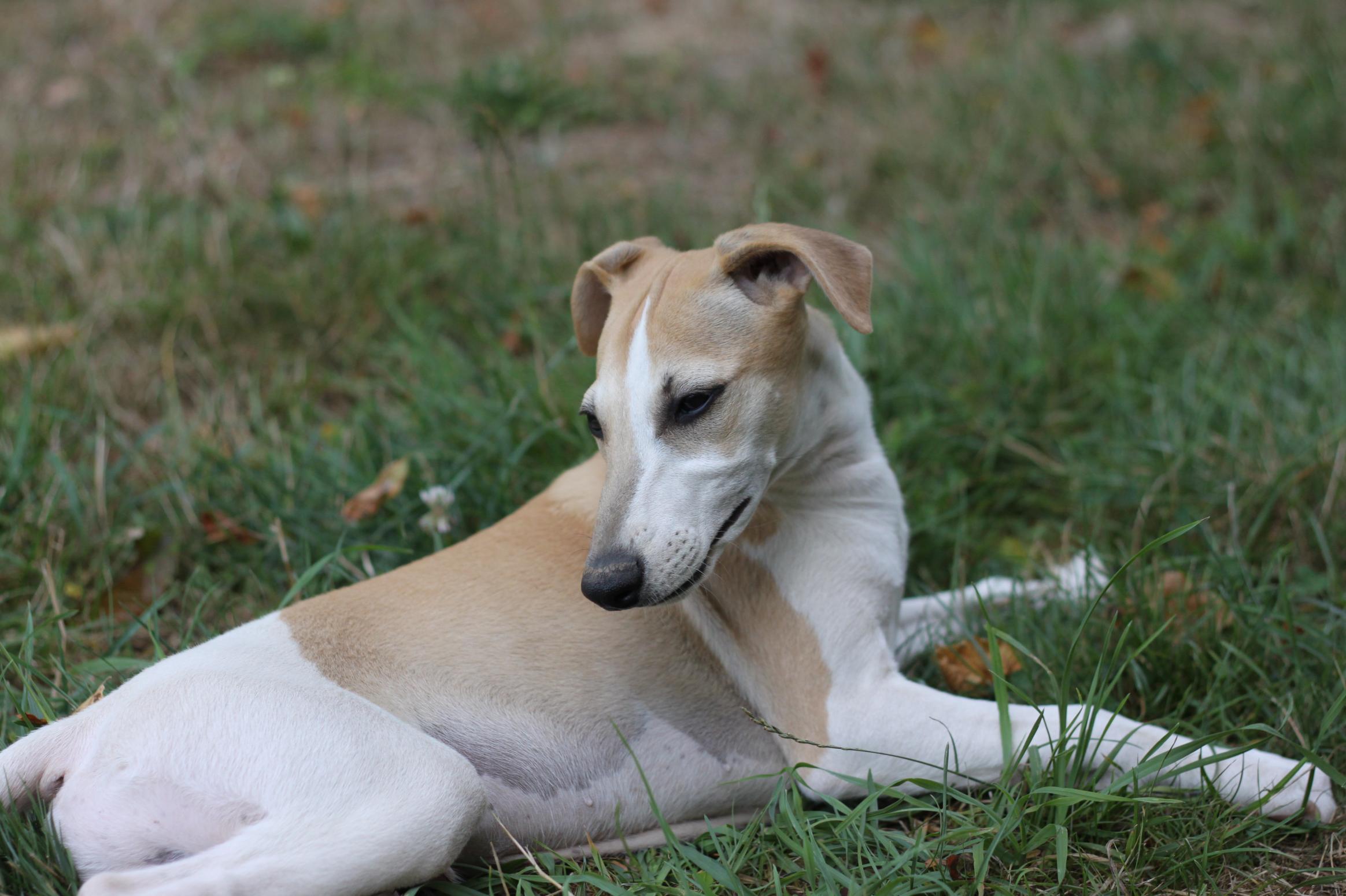 chiot disponible