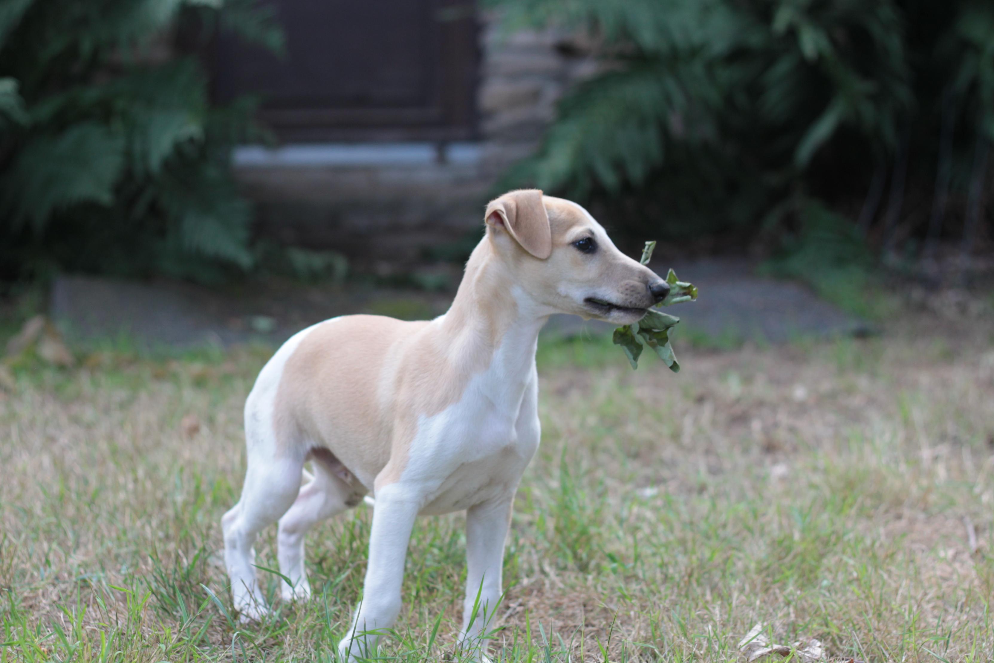 chiot disponible