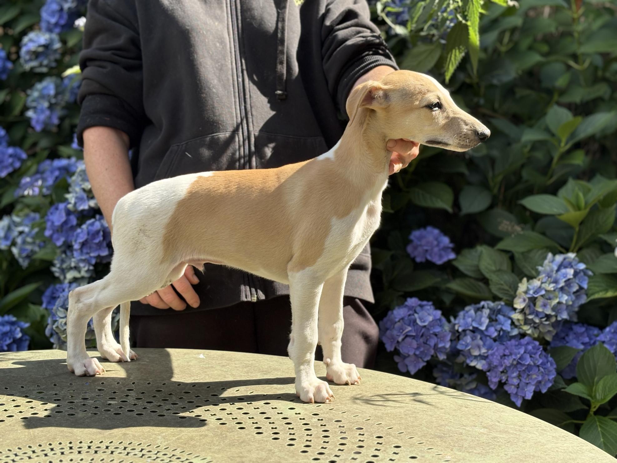 chiot disponible