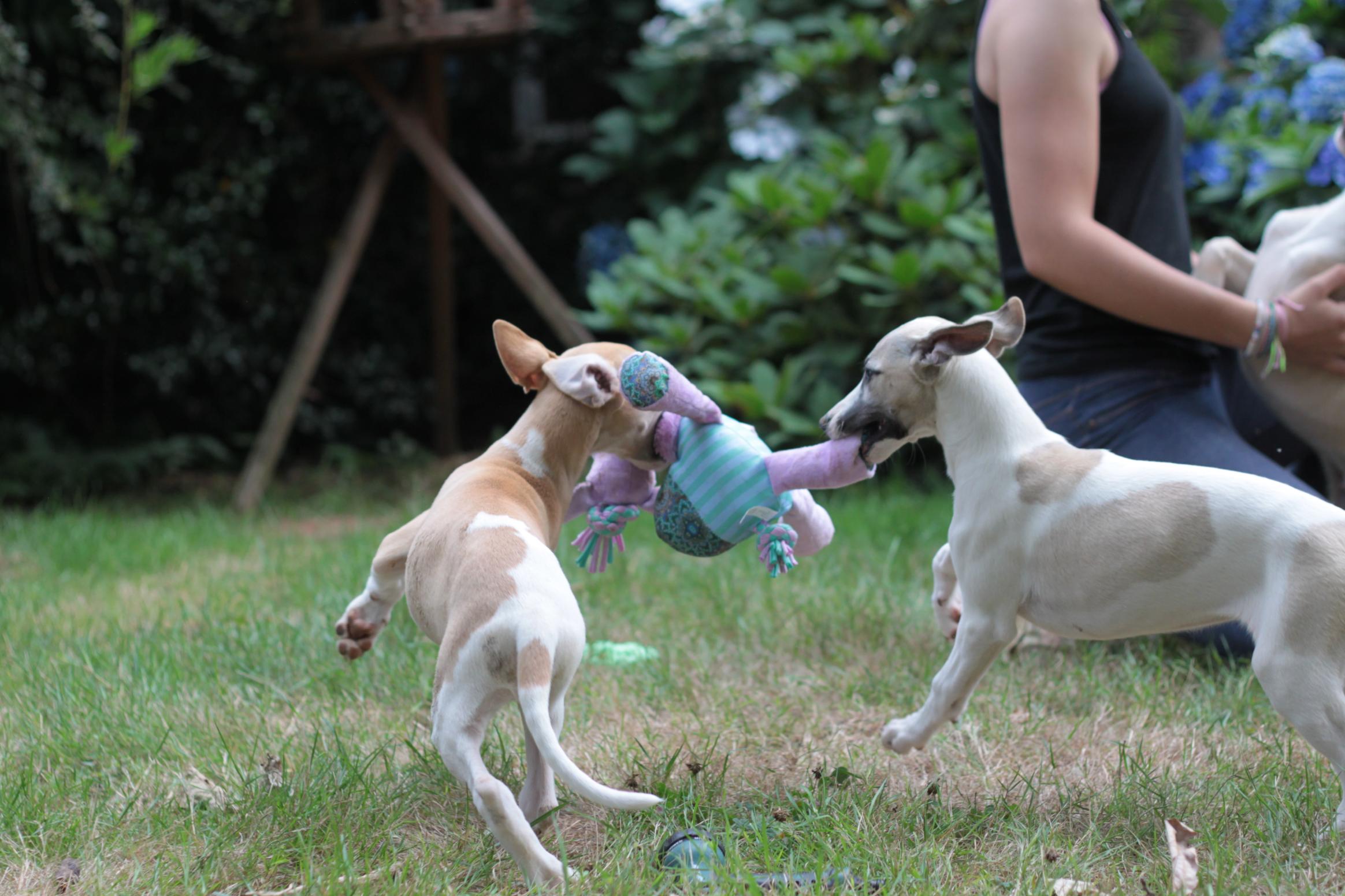 chiot disponible