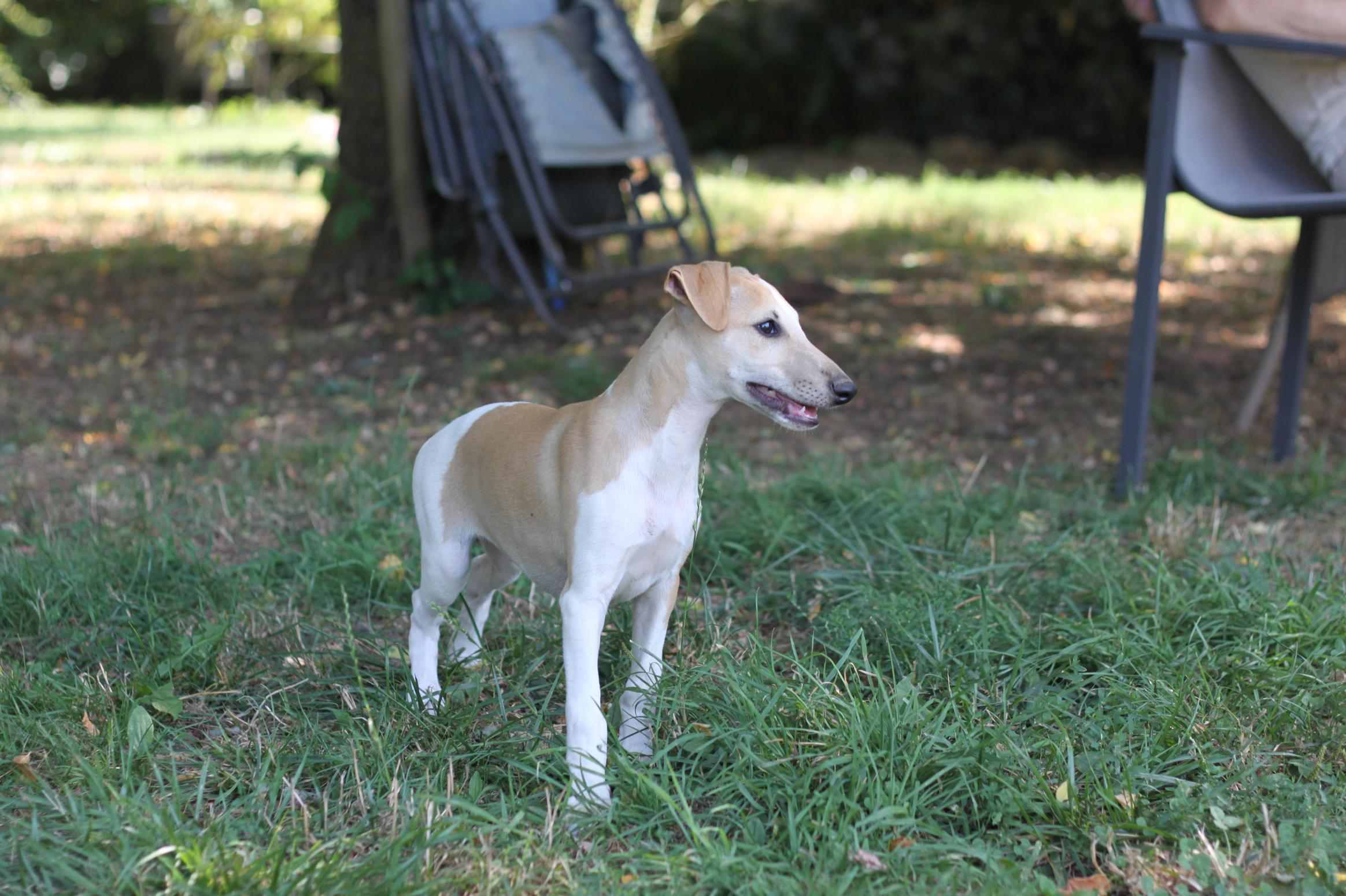 chiot disponible