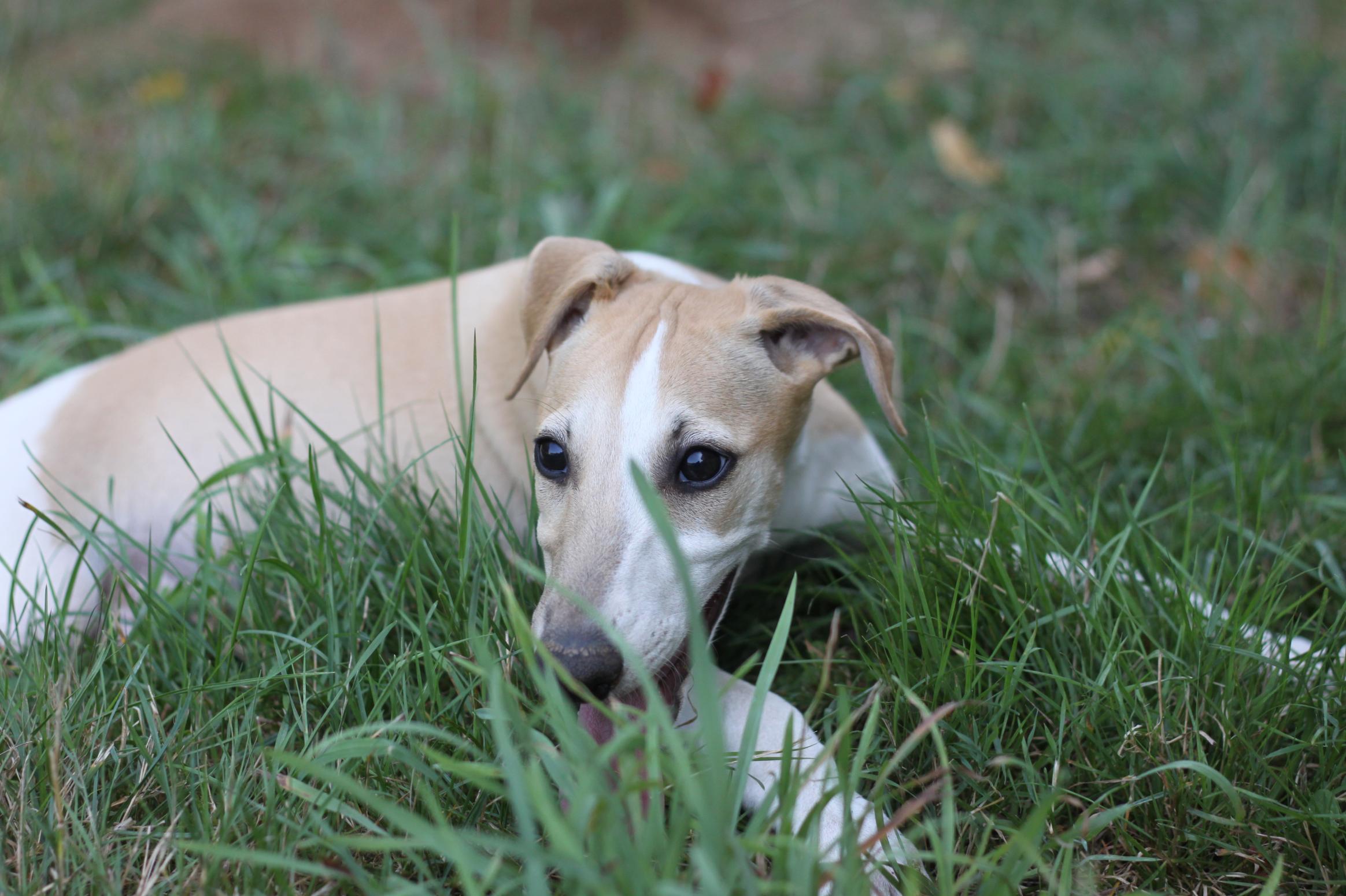 chiot disponible