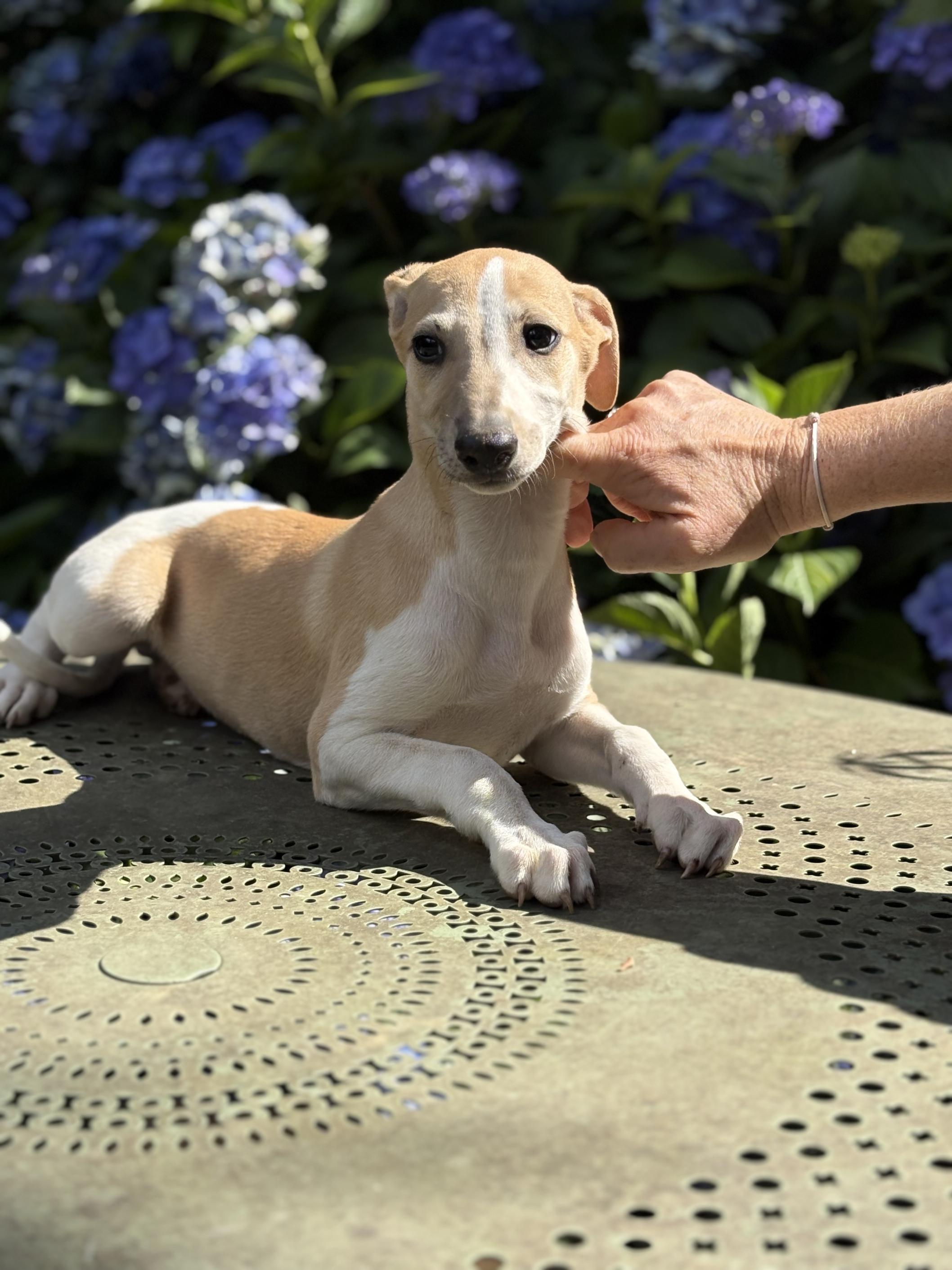 chiot disponible