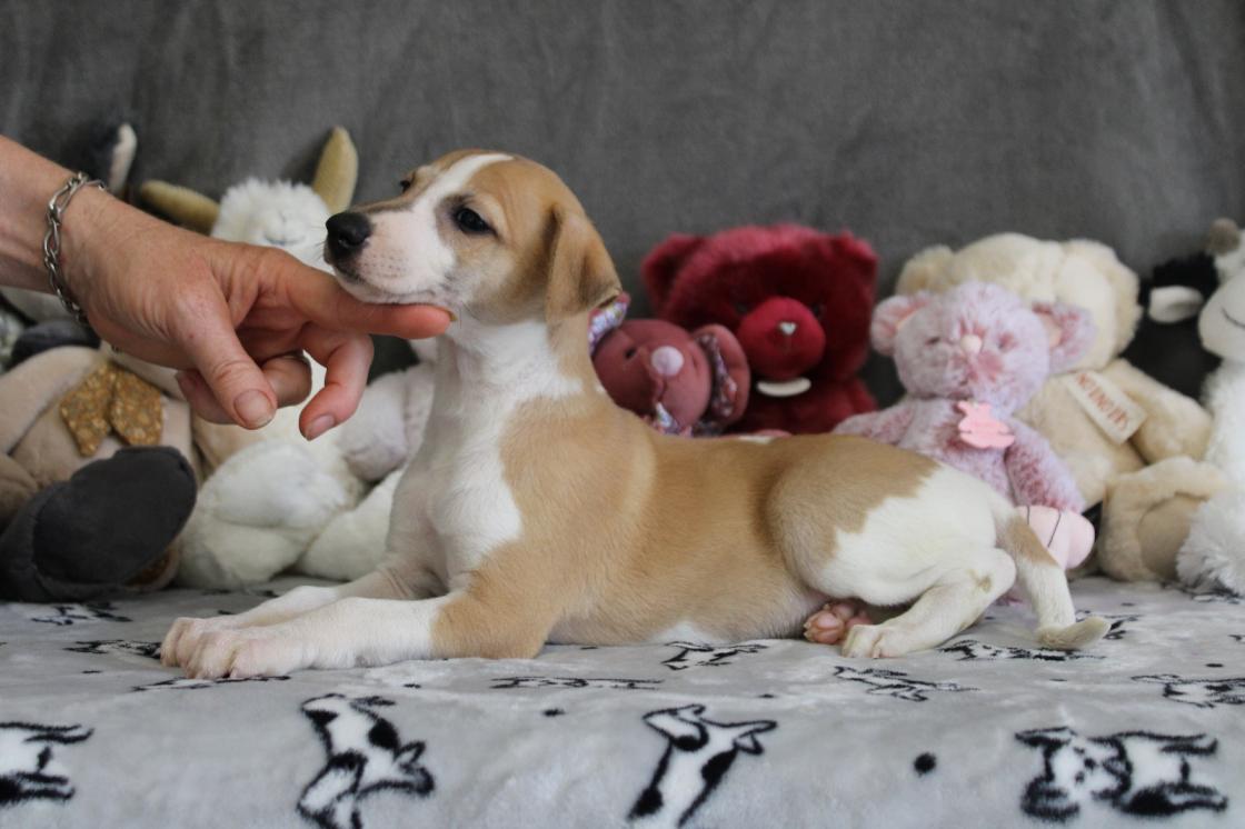 chiot disponible