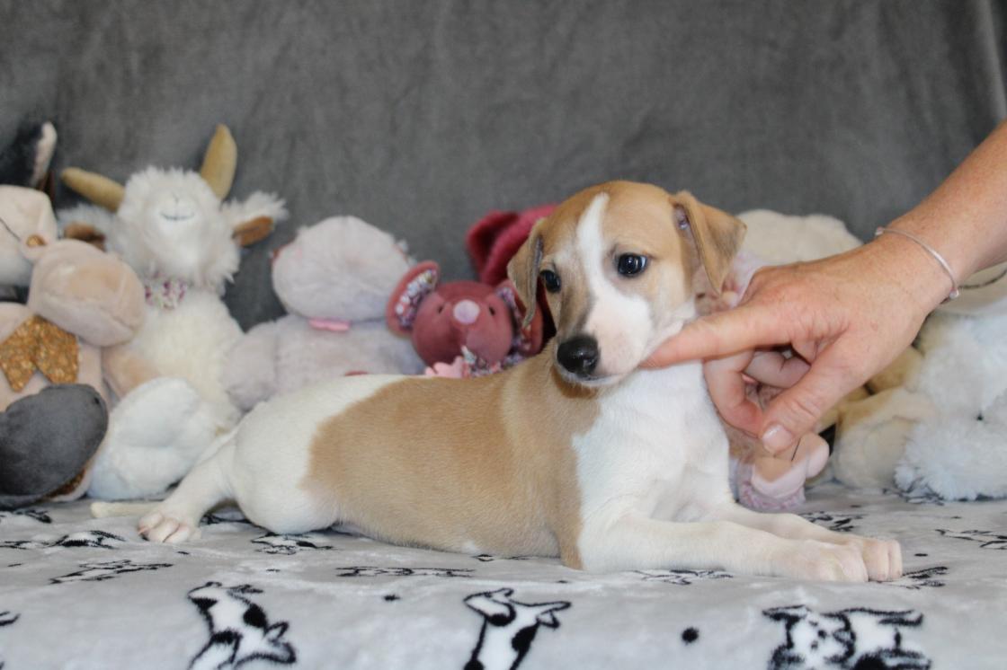 chiot disponible
