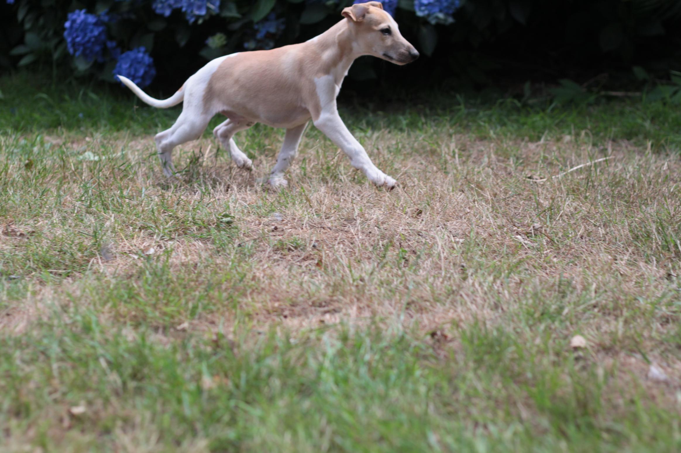 chiot disponible