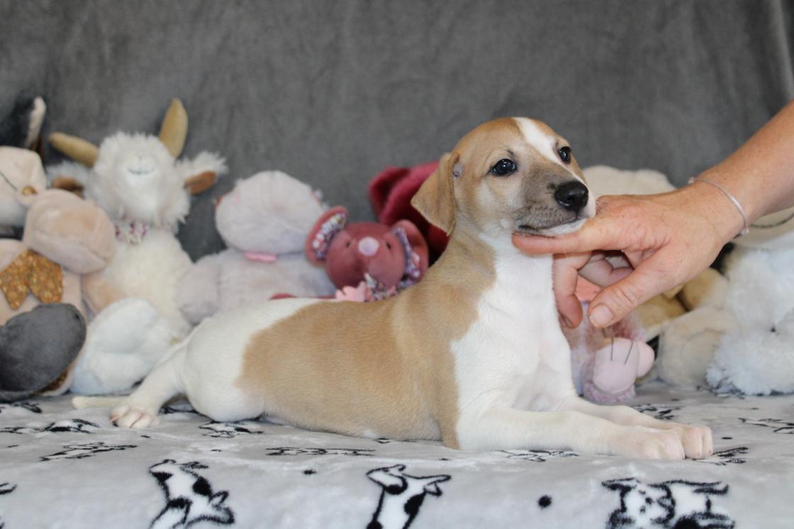 chiot disponible