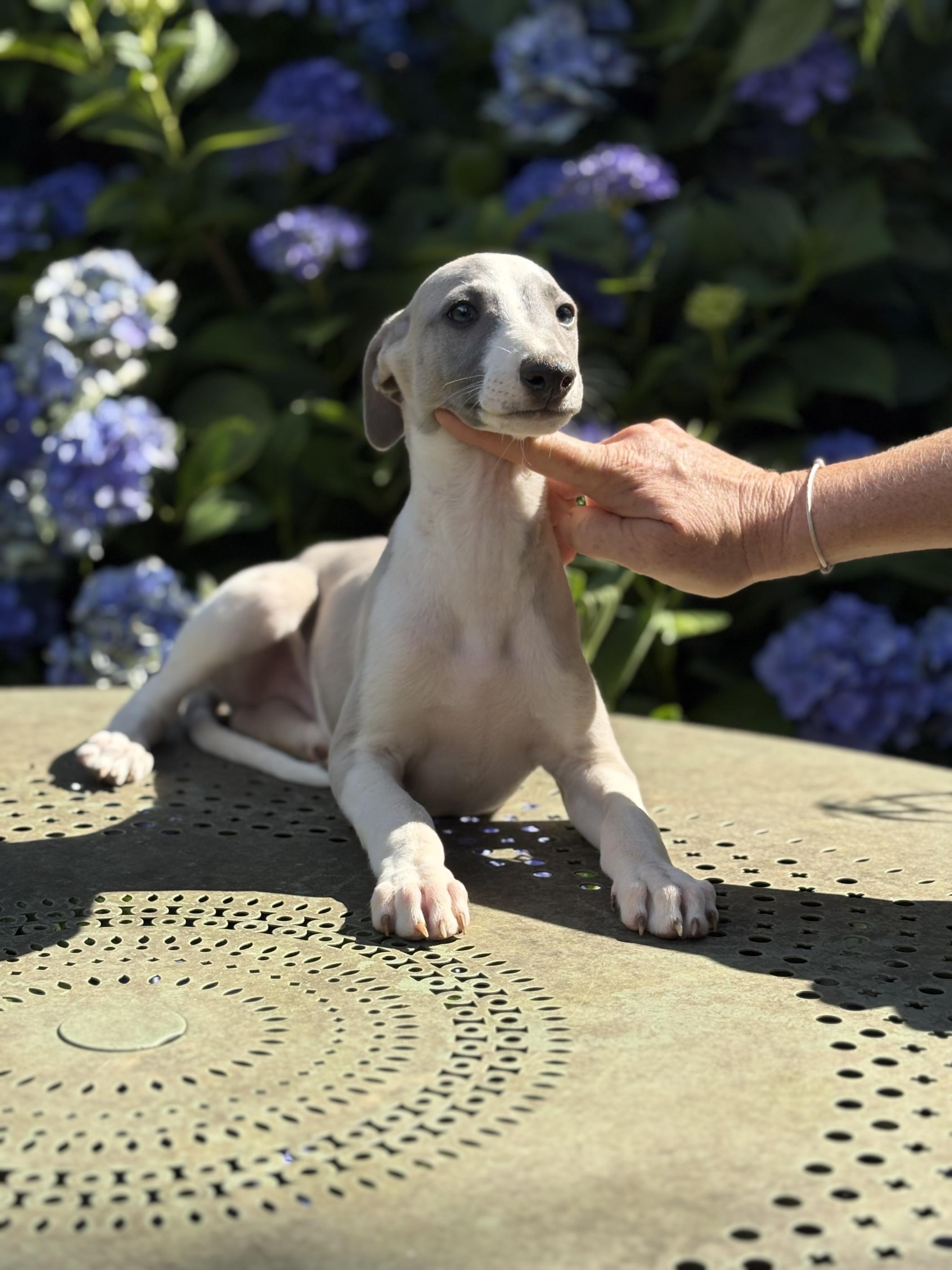 Chiot Whippet Disponible