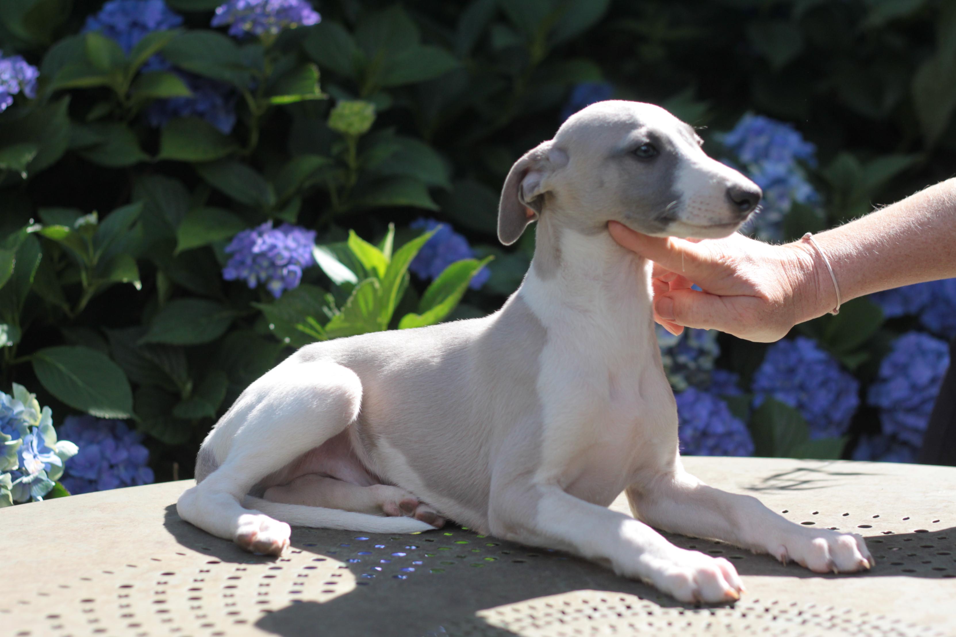 chiot disponible