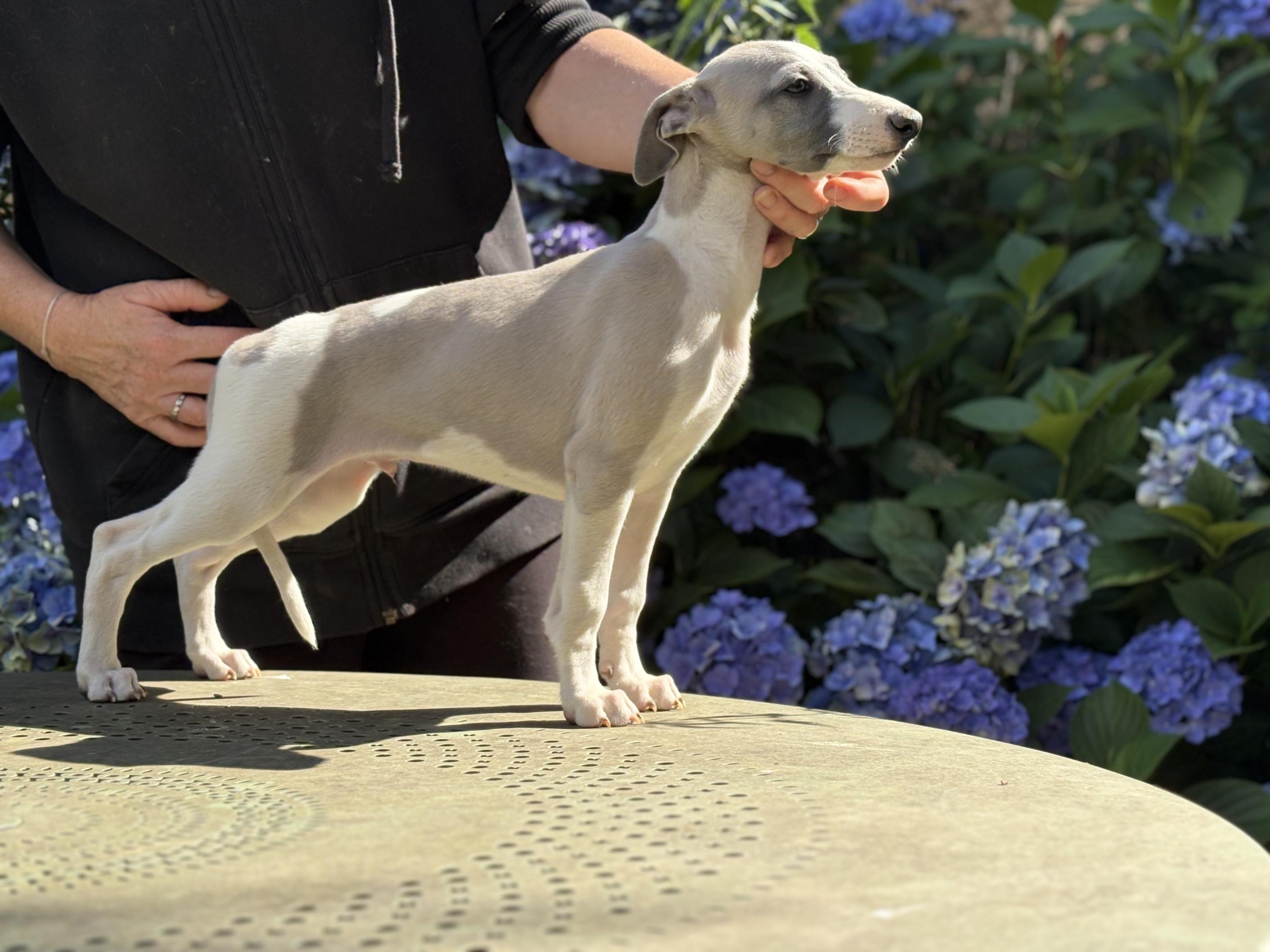chiot disponible