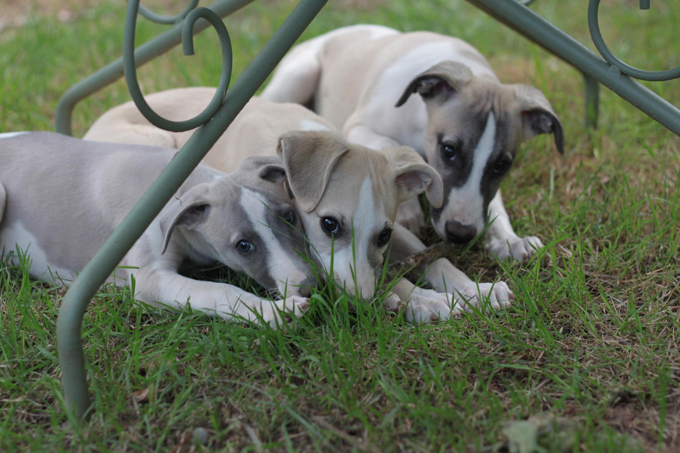chiot disponible