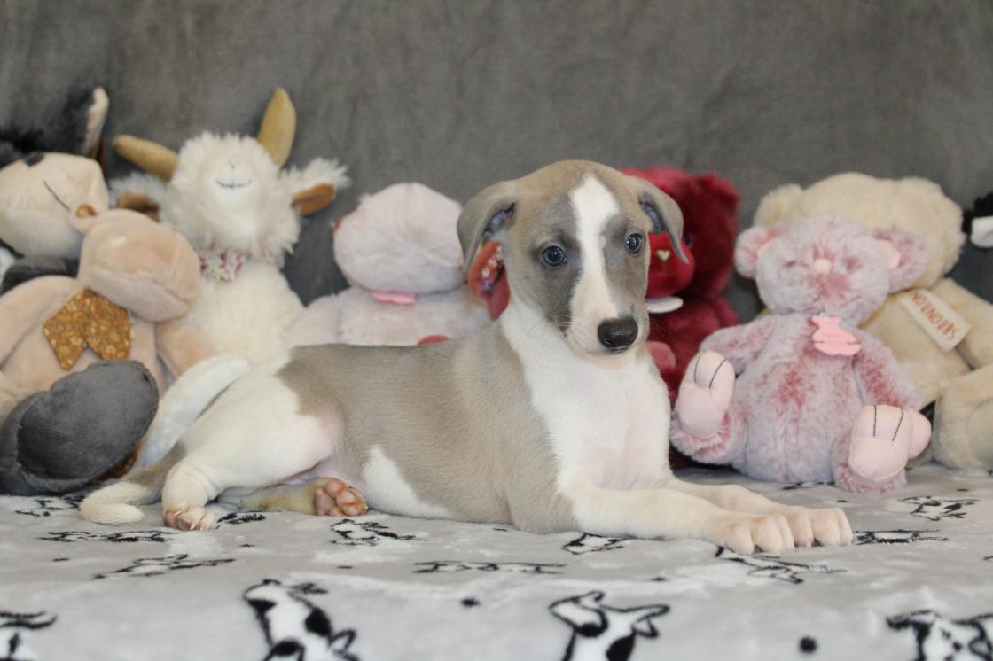 chiot disponible