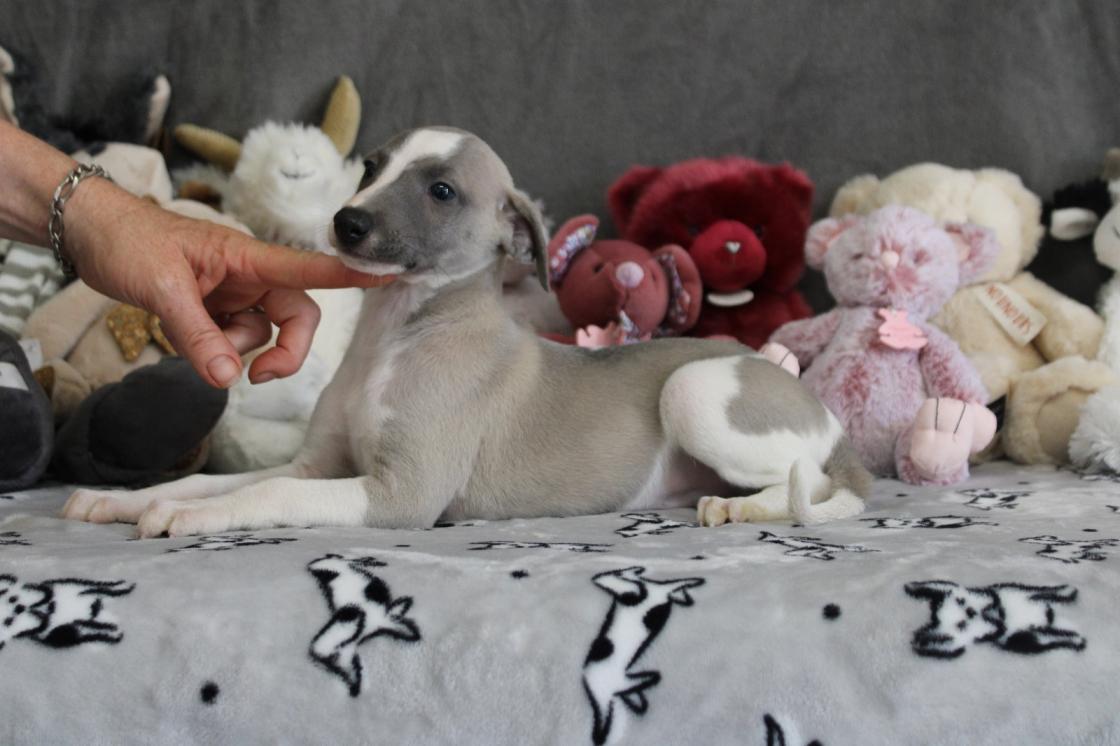 chiot disponible