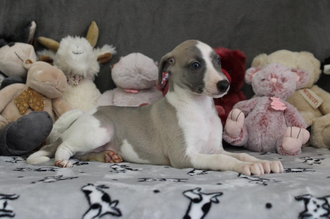 chiot disponible