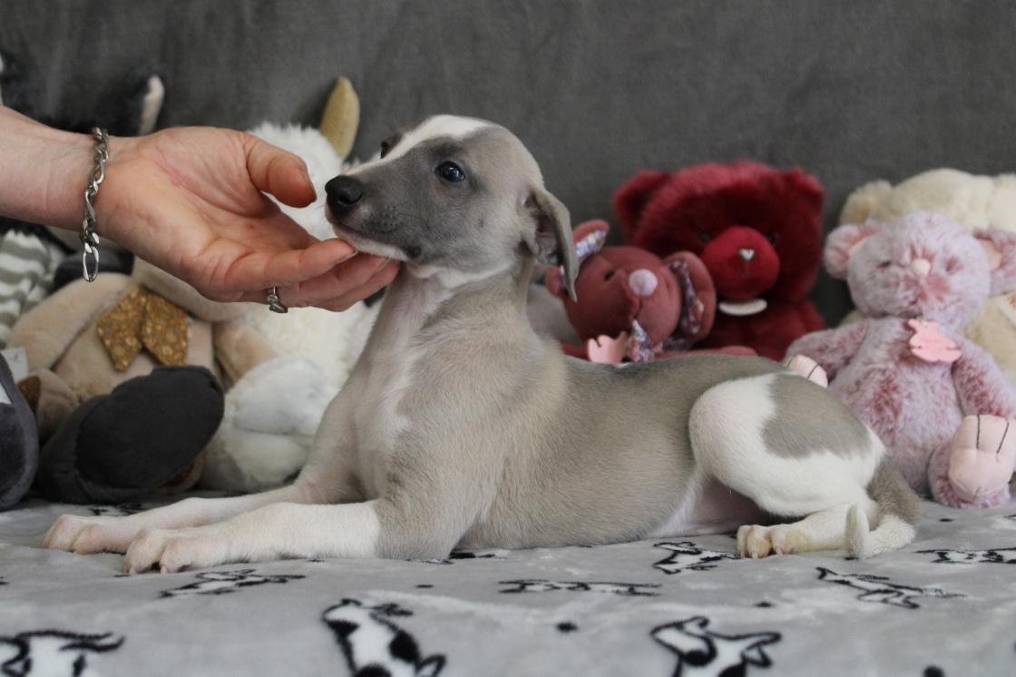 chiot disponible