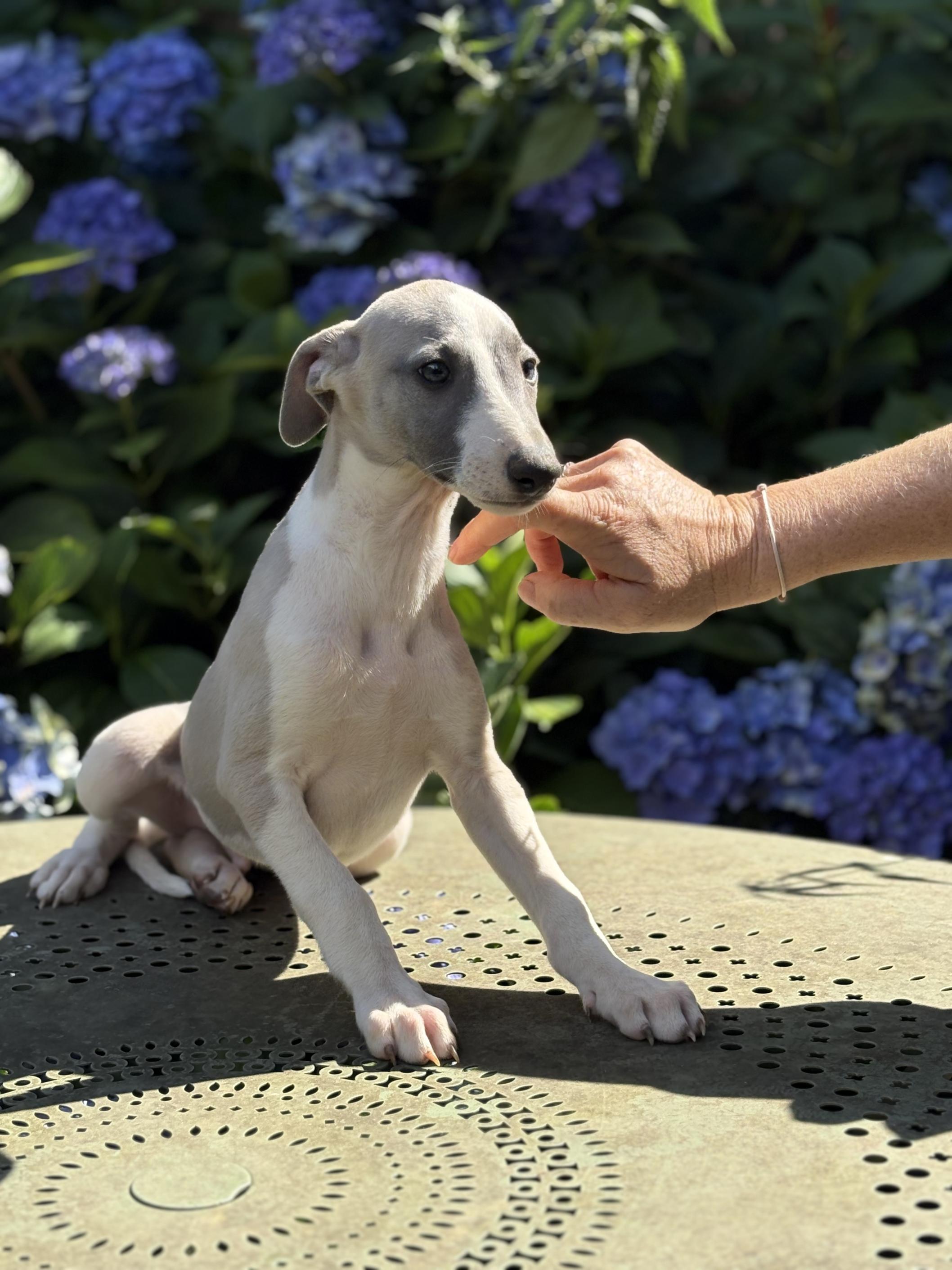 chiot disponible